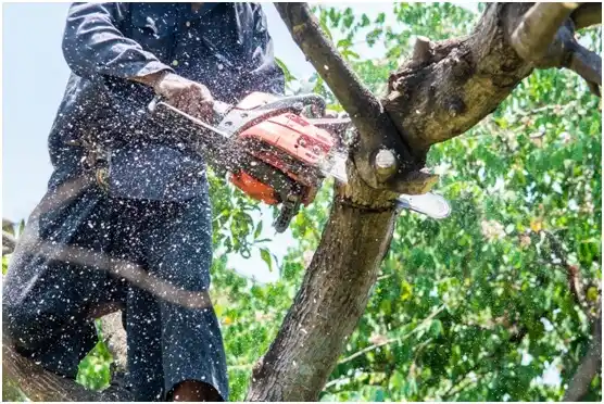 tree services Algoma